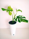 Monstera Deliciosa Variegata nr8 Kolekcjonerska Duża Wybarwiona Ukorzeniona