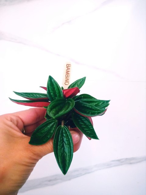 Peperomia karbowana Caperata rosso Las w Słoiku