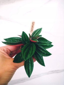 Peperomia karbowana Caperata rosso Las w Słoiku