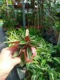 Peperomia karbowana Caperata rosso Las w Słoiku