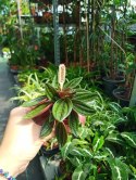 Peperomia karbowana Caperata rosso Las w Słoiku