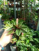 Peperomia karbowana Caperata rosso Las w Słoiku