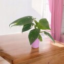 Philodendron Jose Buono Filek Filodendron KOLEKCJONERSKI