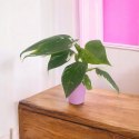 Philodendron Jose Buono Filek Filodendron KOLEKCJONERSKI