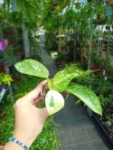 Philodendron Jose Buono Filek Filodendron KOLEKCJONERSKI