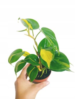 Philodendron Scandens Brasil Filodendron Brazylijski Złote Serce