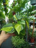 Philodendron Scandens Brasil Filodendron Brazylijski Złote Serce