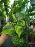 Philodendron Scandens Brasil Filodendron Brazylijski Złote Serce