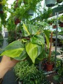 Philodendron Scandens Brasil Filodendron Brazylijski Złote Serce