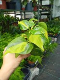 Philodendron Scandens Brasil Filodendron Brazylijski Złote Serce