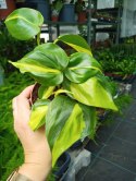 Philodendron Scandens Brasil Filodendron Brazylijski Złote Serce