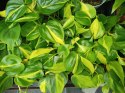 Philodendron Scandens Brasil Filodendron Brazylijski Złote Serce