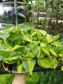 Philodendron Scandens Brasil Filodendron Brazylijski Złote Serce