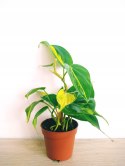 Philodendron Scandens Brasil Filodendron Brazylijski Złote Serce