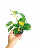 Philodendron Scandens Brasil Filodendron Brazylijski Złote Serce