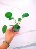 Pilea Peperomioides Pieniążek Ufo plant Chinska Moneta do lasu w Słoiku