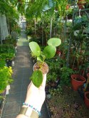 Pilea Peperomioides Pieniążek Ufo plant Chinska Moneta do lasu w Słoiku