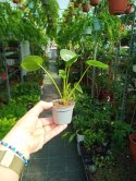 Pilea Peperomioides Pieniążek Ufo plant Chinska Moneta do lasu w Słoiku