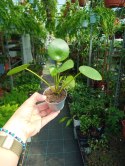 Pilea Peperomioides Pieniążek Ufo plant Chinska Moneta do lasu w Słoiku