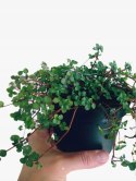 Pilea glauca 'Greyzy' do lasu w Słoiku wytrzymała na parapet