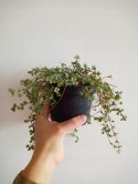 Pilea glauca 'Greyzy' do lasu w Słoiku wytrzymała na parapet