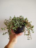 Pilea glauca 'Greyzy' do lasu w Słoiku wytrzymała na parapet