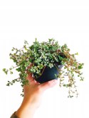 Pilea glauca 'Greyzy' do lasu w Słoiku wytrzymała na parapet