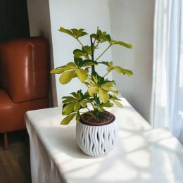 Schefflera arboricola MELANIE Szeflera Gold Variegata Drzewko Parasolowe