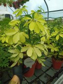 Schefflera arboricola MELANIE Szeflera Gold Variegata Drzewko Parasolowe