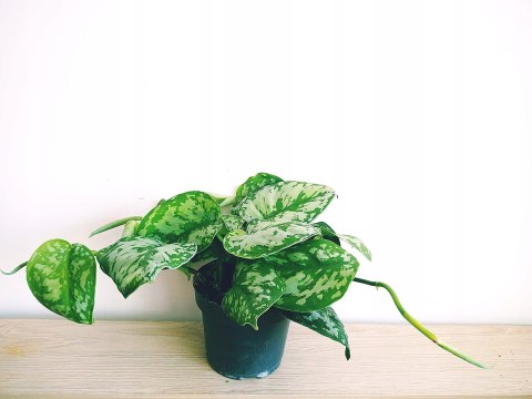 Scindapsus Epipremnum Trebie Satynowe srebrzyste Silver pothos