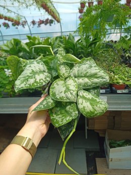 Scindapsus Epipremnum Trebie Satynowe srebrzyste Silver pothos