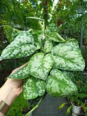 Scindapsus Epipremnum Trebie Satynowe srebrzyste Silver pothos