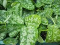 Scindapsus Epipremnum Trebie Satynowe srebrzyste Silver pothos