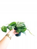 Scindapsus Epipremnum Trebie Satynowe srebrzyste Silver pothos