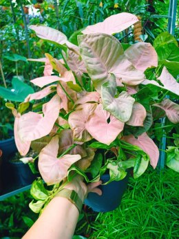 Syngonium Neon Robusta zroślicha podophyllum Różowe Syngonium Pink XXL