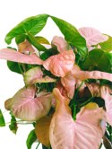 Syngonium Neon Robusta zroślicha podophyllum Różowe Syngonium Pink XXL