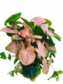 Syngonium Neon Robusta zroślicha podophyllum Różowe Syngonium Pink XXL