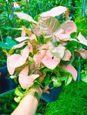 Syngonium Neon Robusta zroślicha podophyllum Różowe Syngonium Pink XXL