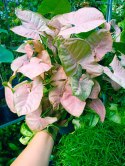 Syngonium Neon Robusta zroślicha podophyllum Różowe Syngonium Pink XXL