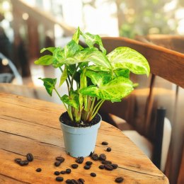 Syngonium Robusta Green Do Lasu w Słoiku do lasu w szkle