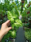 Syngonium Robusta Green Do Lasu w Słoiku do lasu w szkle