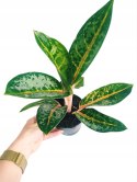 Aglaonema Orange Flame Aglomena Kolekcjonerska tylko 7 sztuk