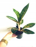 Aglaonema Orange Flame Aglomena Kolekcjonerska tylko 7 sztuk