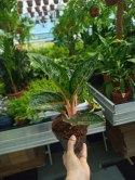 Aglaonema Orange Flame Aglomena Kolekcjonerska tylko 7 sztuk