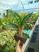 Aglaonema Orange Flame Aglomena Kolekcjonerska tylko 7 sztuk