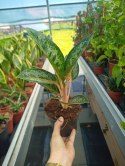 Aglaonema Orange Flame Aglomena Kolekcjonerska tylko 7 sztuk