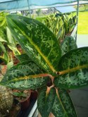 Aglaonema Orange Flame Aglomena Kolekcjonerska tylko 7 sztuk