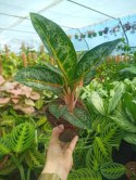 Aglaonema Orange Flame Aglomena Kolekcjonerska tylko 7 sztuk