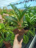 Aglaonema Orange Flame Aglomena Kolekcjonerska tylko 7 sztuk