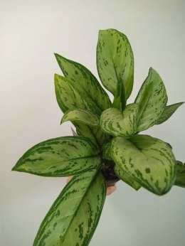 Aglomena Aglaonema Maria Christina Aglonema